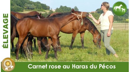 Conillon revient au Haras du Chêne Vert en 2020 - Anglocourse