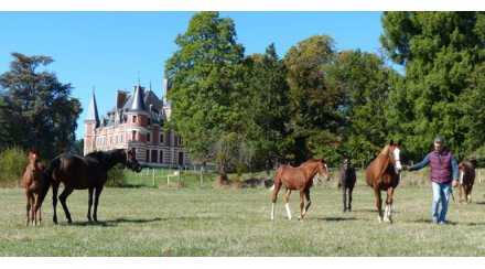 Conillon revient au Haras du Chêne Vert en 2020 - Anglocourse