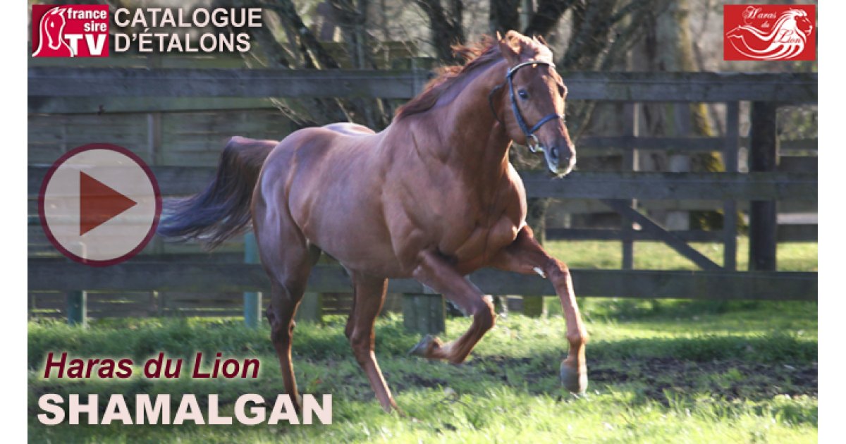 Shamalgan Gagnant De Gr Sur M Talon Au Haras Du Lion En