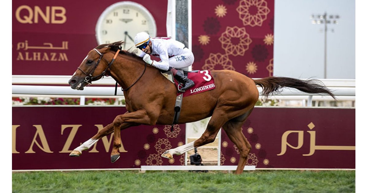 Le Pur Sang Noor Al Hawa Fera La Monte Au Haras Du Grand Courgeon En