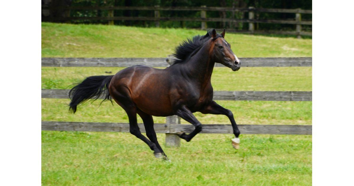 Clovis Du Berlais En Video Un Des Meilleurs Talons D Obstacle En