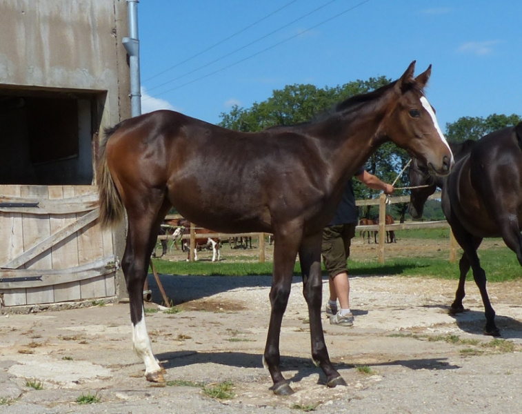 animaux rencontre saillie