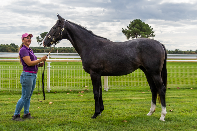 Vente de yearlings OSARUS J2 Gutaifan et Alain Chopard une