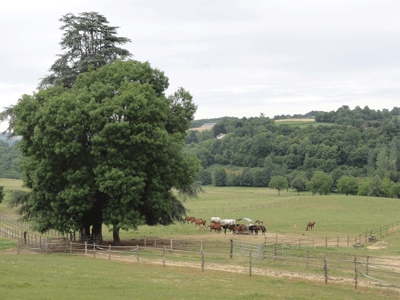 Pompadour_jumenterie pompadour jumenterie