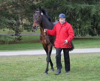 Balko au Lion d'Angers Balko au Salon des Etalons du Lion d'Angers