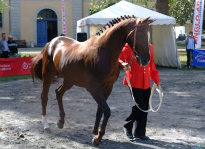 Chef de Clan Chef de Clan