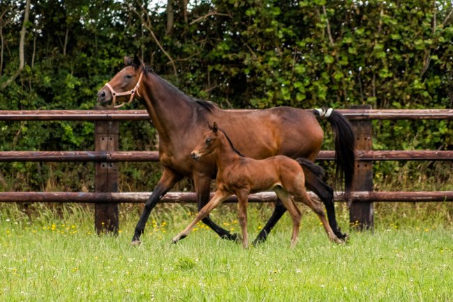 Conillon de retour au Haras de Vains - France sire