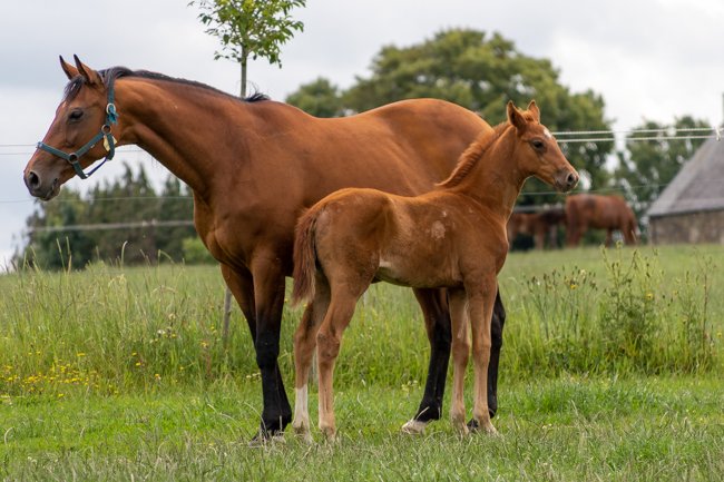 Conillon de retour au Haras de Vains - France sire