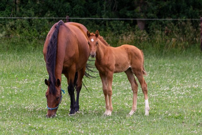 Conillon de retour au Haras de Vains - France sire