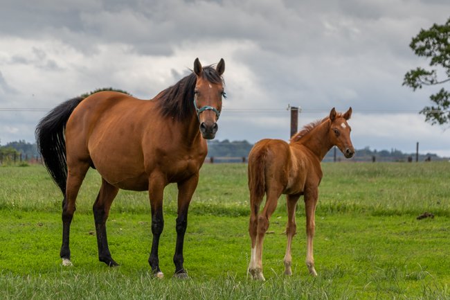 Conillon de retour au Haras de Vains - France sire