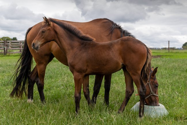 Conillon de retour au Haras de Vains - France sire