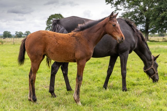 Conillon de retour au Haras de Vains - France sire