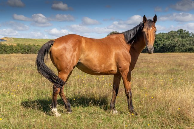 Conillon revient au Haras du Chêne Vert en 2020 - Anglocourse