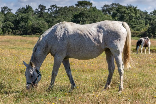 Conillon revient au Haras du Chêne Vert en 2020 - Anglocourse