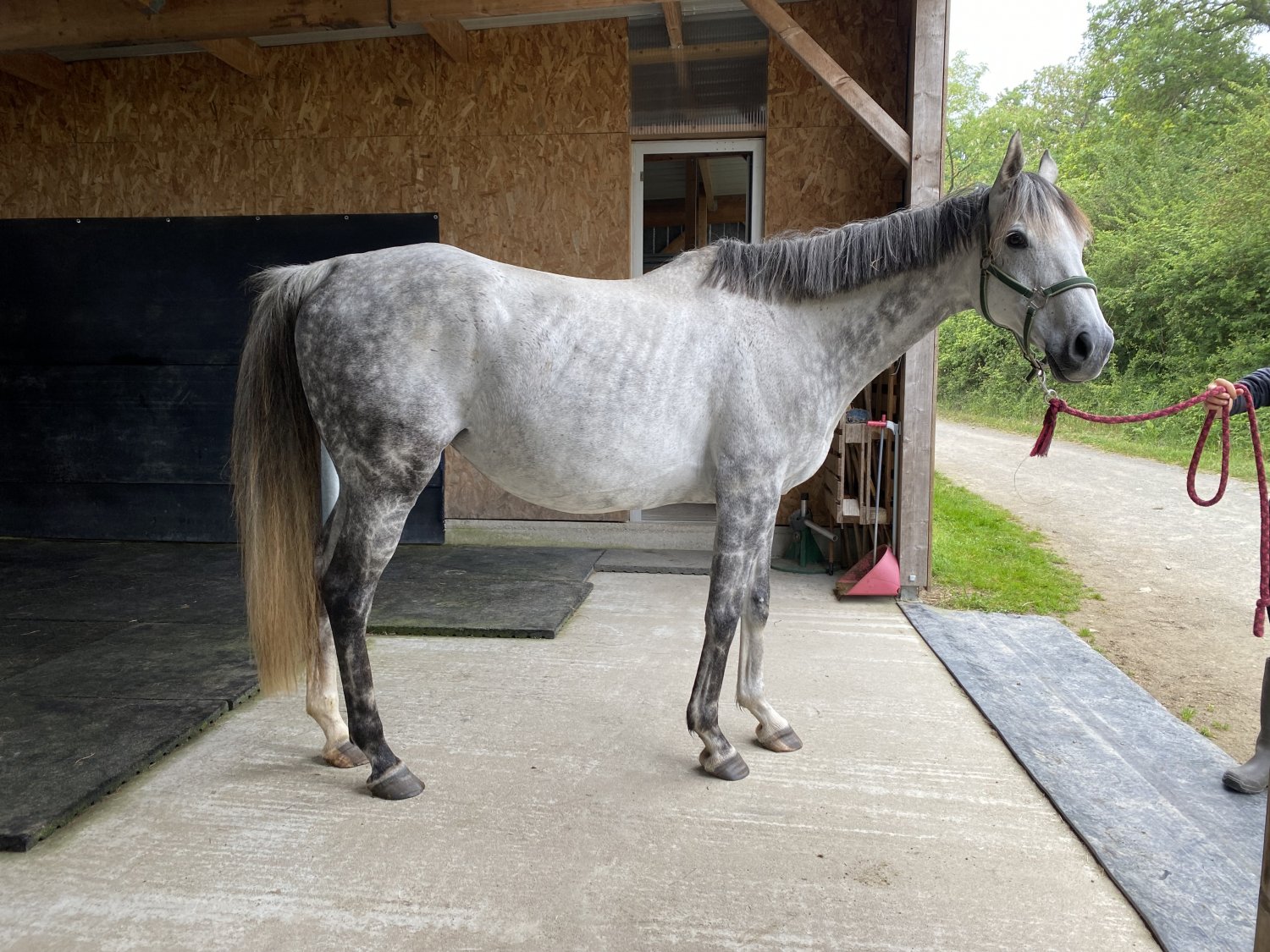 Lili Spirit Domaine des Pins Haras Elevage Repos Soins
