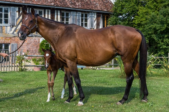 Bonne Mère (Stepneyev & Gardine)