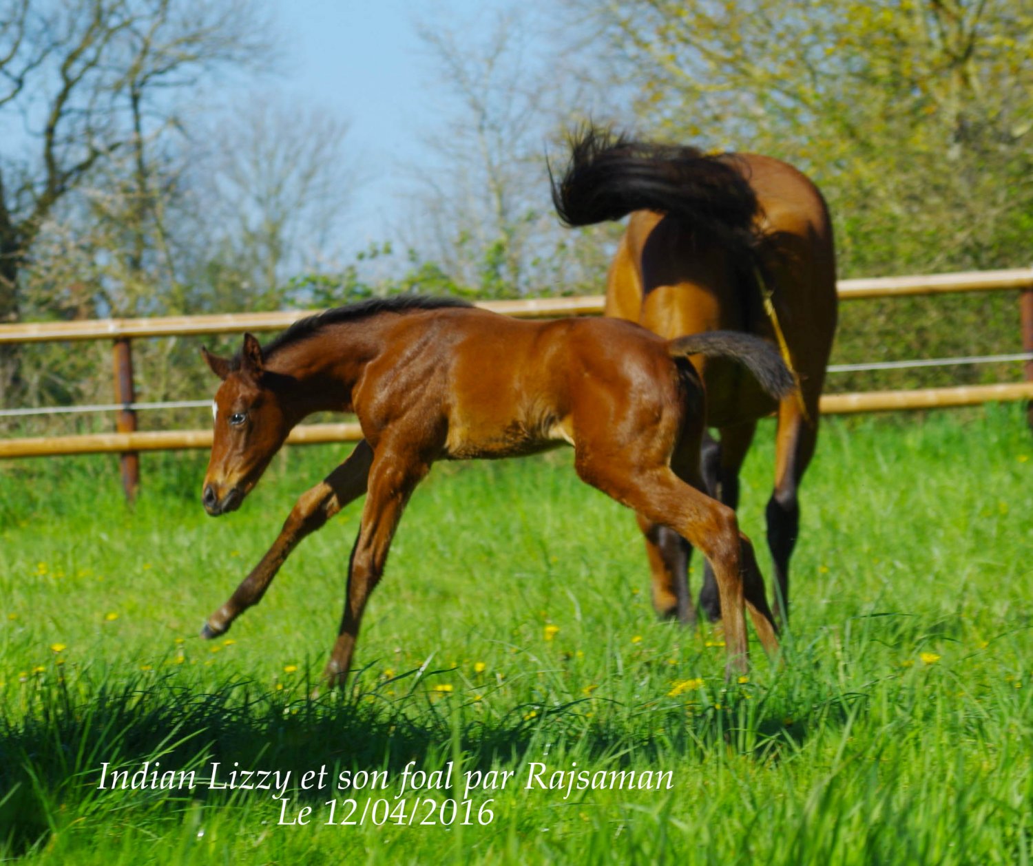 Mâle par Rajsaman (2016) Mère double gagnante à Auteuil