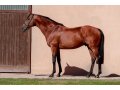 Ivanhowe (Juillet 2022) Ivanhowe (Juillet 2022)