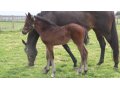 1er foal de Hey Gaman à 1 mois, par une mère Pedro The Great 1er foal de Hey Gaman à 1 mois, par une mère Pedro The Great