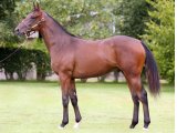 LUNATORIO Yearling