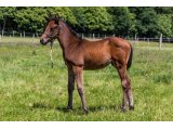 n. 2020 m. Buck's Boum & Lavalloise