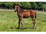 n. 2020 m. Buck's Boum & Lavalloise