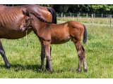 n. 2020 m. Buck's Boum & Lavalloise