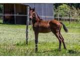 n. 2020 m. Buck's Boum & Lavalloise