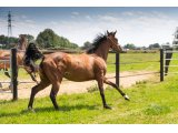 Kleine 2018 par Walzertakt & Bella Cara