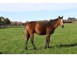Buck's Baraka (Bathyron & Buck's Bo Bo)