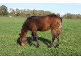 Buck's Baraka (Bathyron & Buck's Bo Bo)