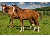 Buck's Berny par Walzertakt & Buck's Bo Bo - Juin 2021