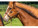 Buck's Berny par Walzertakt & Buck's Bo Bo - Juin 2021