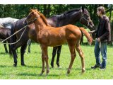 n. 2020 f. No Risk at All & Perpette