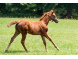 n. 2020 f. No Risk at All & Perpette