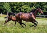 Lavalloise (Kingsalsa & Coup de Colère)