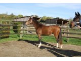 Buck'S Bobine (Crillon & Buck's Bo Bo)