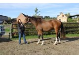 Buck'S Bobine (Crillon & Buck's Bo Bo)