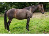 Quecy de Chadzeau par Saint des Saints & Hygie