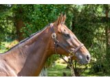 Singaminnie (Davidoff & Singapore Lady)