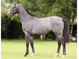 SARGENTII YEARLING