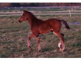 Ulyssa des Mottes, à l'âge de foal