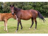 Une d'Oudairies par Discover d'Auteuil & Jade d'Oudairies