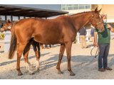 Urbi et Orbi (Robin des Champs & Kyrie)