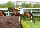 Royan des Mottes à Auteuil
