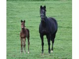 VICAIRE FOAL