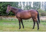 Saisine par Homme de Loi & Morava