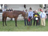 Vesta des Mottes, 1e du Show AQPS du Lion d'Angers 2013