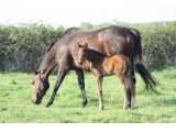 Vesta des Mottes, à l'âge de foal