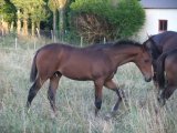 Vesta des Mottes, à l'âge de foal
